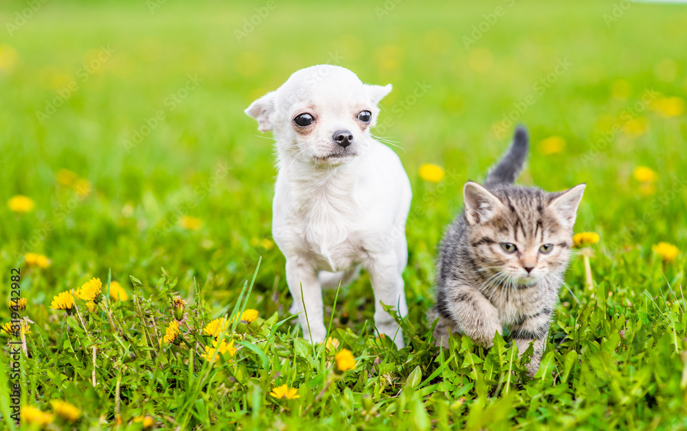 Chihuahua puppy and tabby kitten stand together on green summer grass. Empty space for text