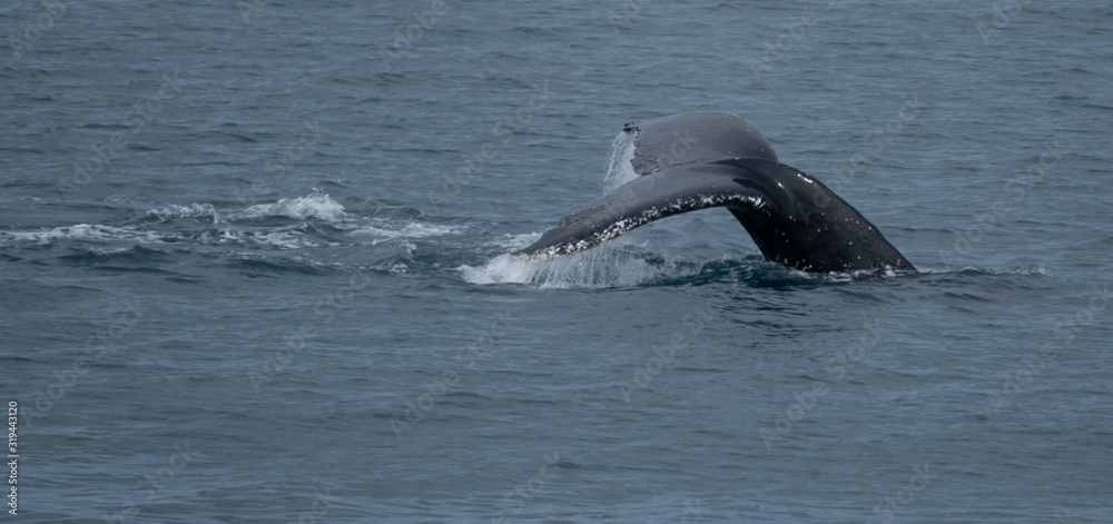 Fototapeta premium A pod of humpback whales feeding on the shores of Greenwich Island, South Shetand Islands, Antartica