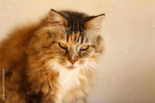 Fototapeta Naklejka Na Ścianę i Meble -  Beautiful portrait image of a cat close up