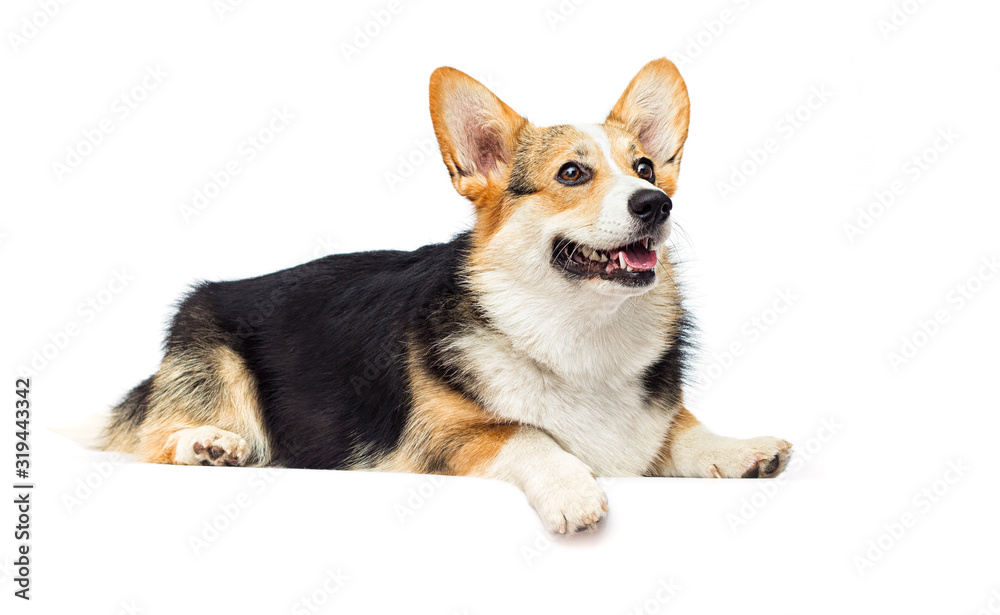 welsh corgi breed dog on a white background