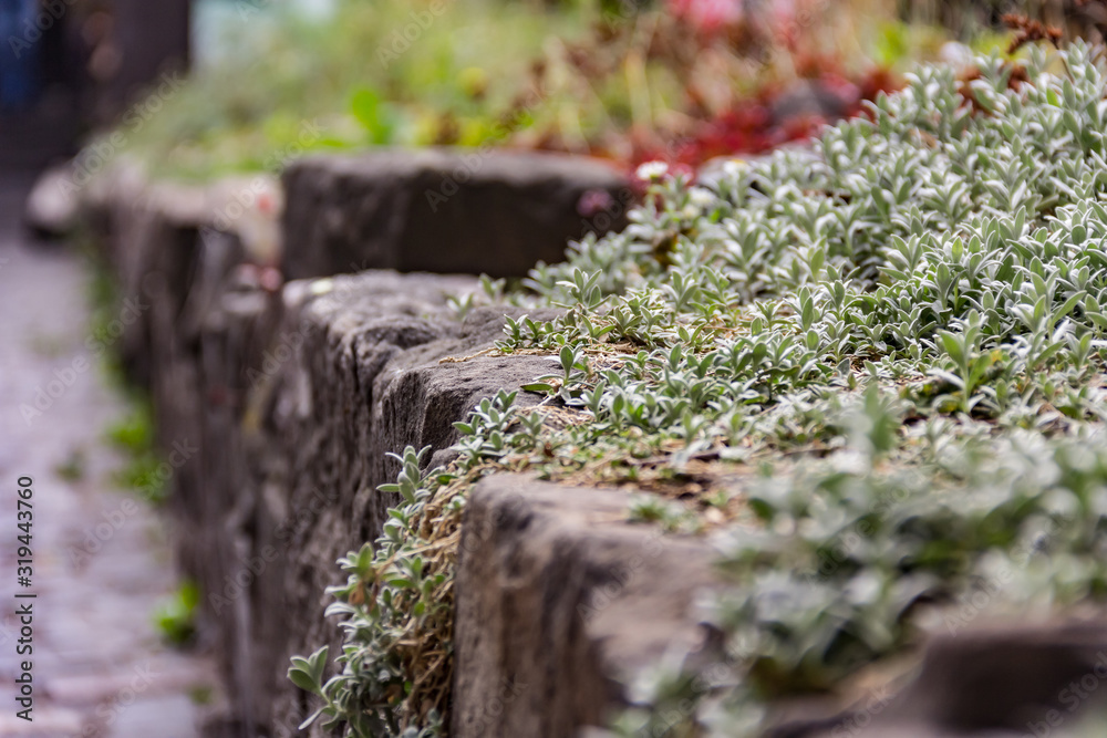 Grass grows on ancient stones. Landscaping. Nature and parks. Grass grows on ancient stones. Landscaping. Nature and parks.