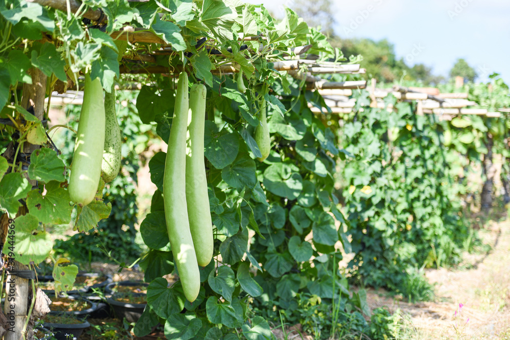 Bottle Gourd Creeper Plant