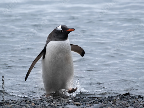 Closeup of a cute Gentoo penguin clumsily walking on a beach at Yankee Harbour  Greenwich Island  South Shetland Islands  Antarctica