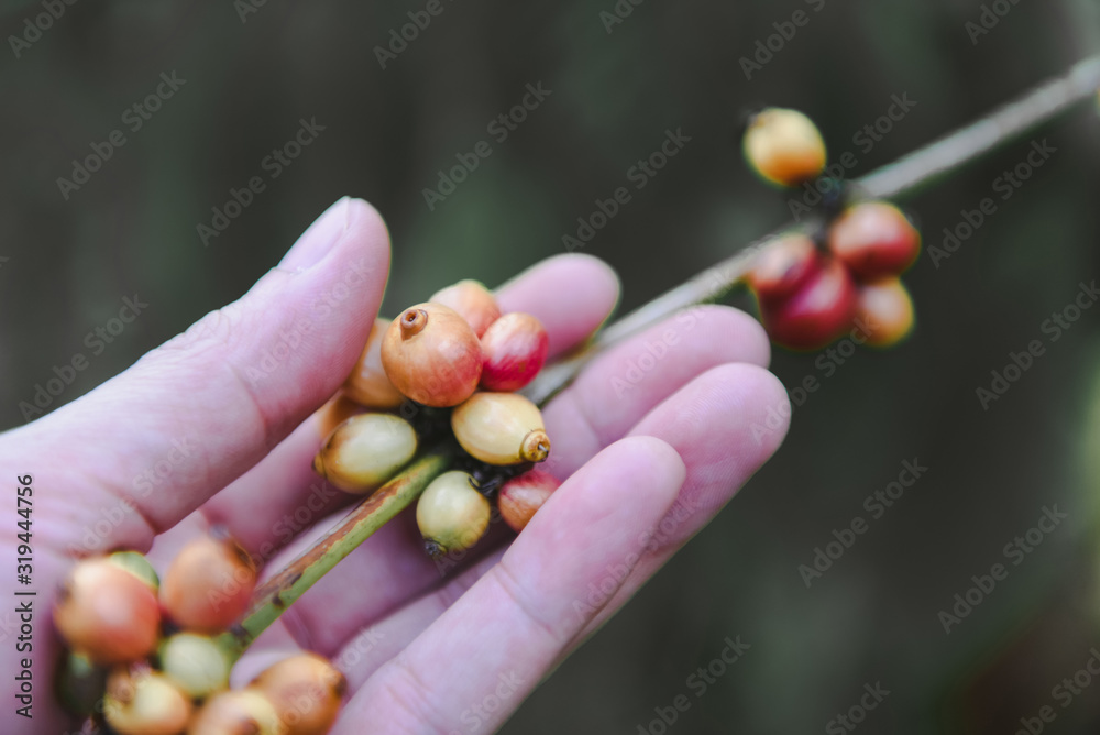 Fresh coffee bean on the Coffee tree - arabica coffee berries agriculture on branch Fresh coffee bean on the Coffee tree - arabica coffee berries agriculture on branch