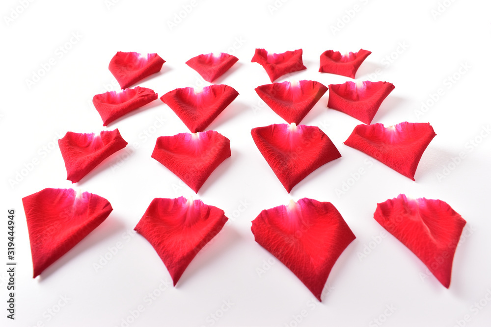 red petal of rose flower isolated on white background