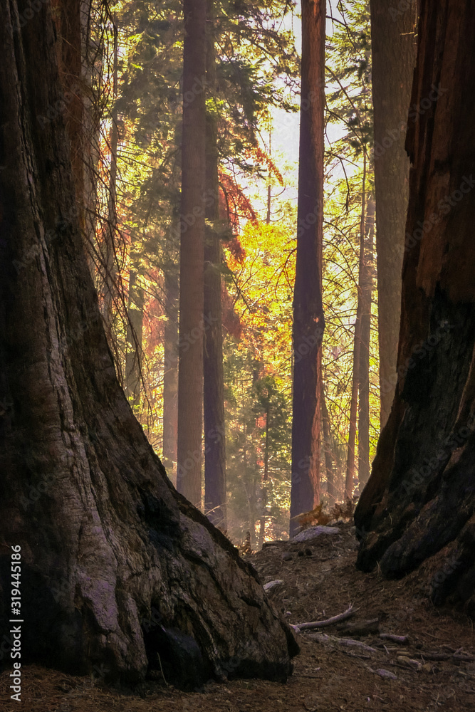 southwest USA, Sequoia and Kings Canyon National Park California sun