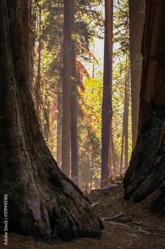 southwest USA  Sequoia and Kings Canyon National Park California sun