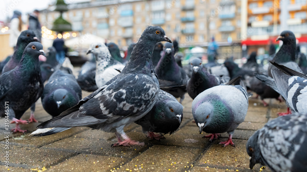 Fototapeta premium Many pigeons peck millet on sidewalk. Business and finance concept.