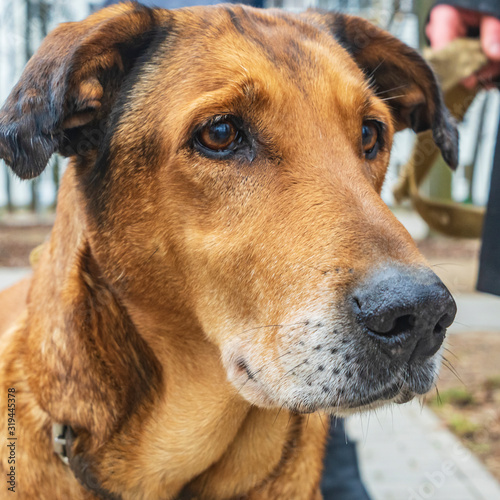 Portrait of a homeless animal. Sad dog looks at us through fence.