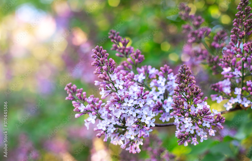Lilac spring flowers bunch. Beautiful blooming violet lilac flower in a garden, closeup. Spring blossom