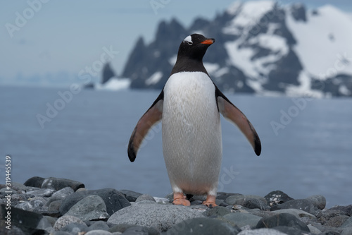 Closeup of a cute Gentoo penguin clumsily walking on a beach at Yankee Harbour  Greenwich Island  South Shetland Islands  Antarctica