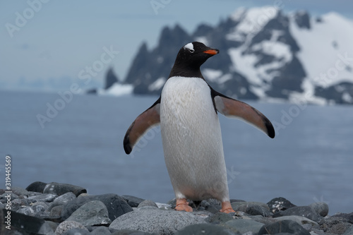 Closeup of a cute Gentoo penguin clumsily walking on a beach at Yankee Harbour, Greenwich Island, South Shetland Islands, Antarctica