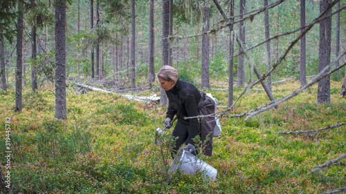 A young girl picks blueberries in a Finnish forest using a Thai comb tool.