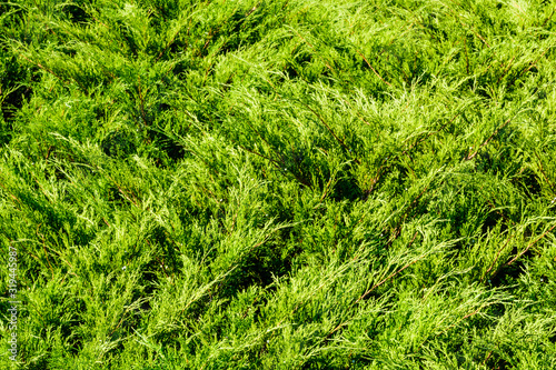 Background of the evergreen juniper bushes. Natural pattern