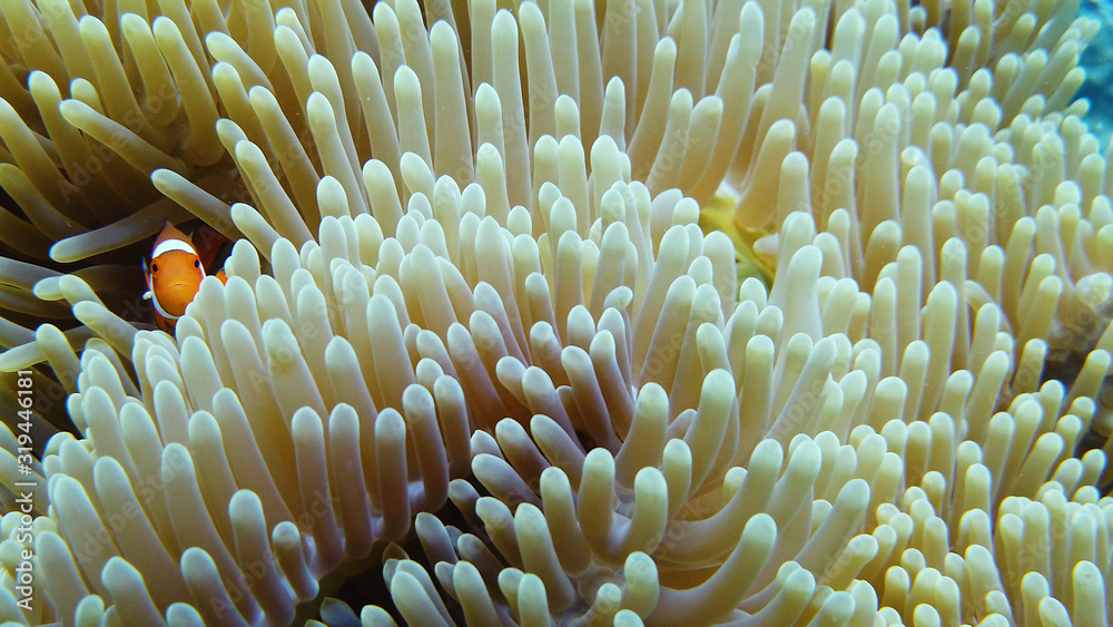 A Clown Anemonefish sheltering among the tentacles of its sea anemone. Underwater world with corals and tropical fishes A Clown Anemonefish sheltering among the tentacles of its sea anemone. Underwater world with corals and tropical fishes