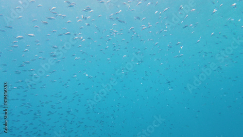 A school of tropical fish in blue water. Reef underwater with fishes and marine life. Shoal of fishes. Leyte, Philippines.