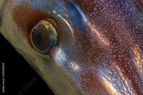 Bigfin reef squid ( Close-up ) Canakkale Turkey
