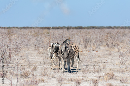 Fototapeta Naklejka Na Ścianę i Meble -  A group of Burchell's Plains zebra -Equus quagga burchelli- standing close to each other on the plains of Etosha National Park, Namibia.