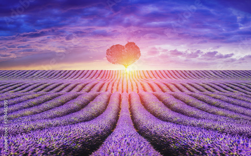provance - beautiful, loving lavender landscape