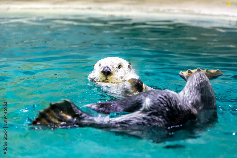 Fototapeta premium ラッコ