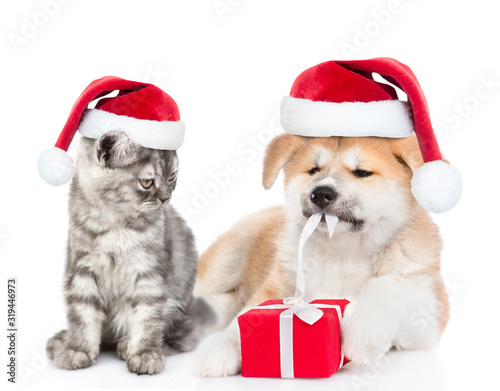 Cat and dog wearing red santa`s hats. Cat looks at Akita inu puppy who opens gift box. isolated on white background © Ermolaev Alexandr