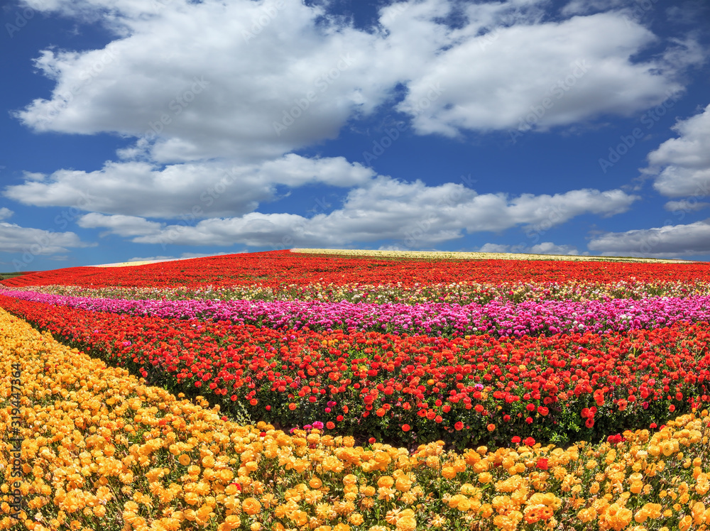 Fototapeta premium Sunny fields of garden buttercups /ranunculus/