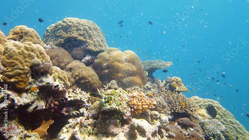 Tropical fishes and coral reef, underwater footage. Seascape under water. Leyte, Philippines.