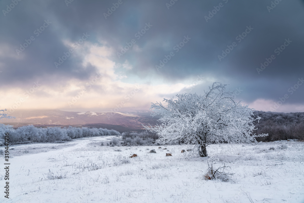 Icy tree in a snowy field Icy tree in a snowy field