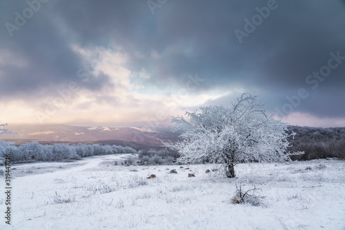 Icy tree in a snowy field © Vastram