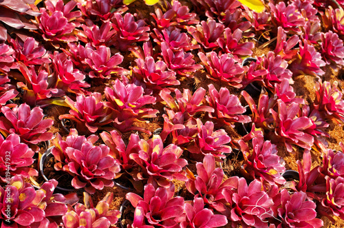 Beautiful Neoregelia plant is Bromeliad with striking foliage in genus of flowering plants in family Bromeliaceae  which is tropical herbaceous epiphytic plant use as ornamental succulent houseplant