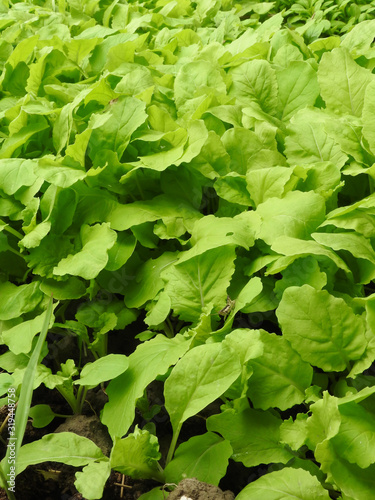 Top view of fresh green vegetable at vegetable garden. Agricultural product in rural. Natural and organic health concept.Eco-friendly planting. With an insect on a leaf. Could be background.