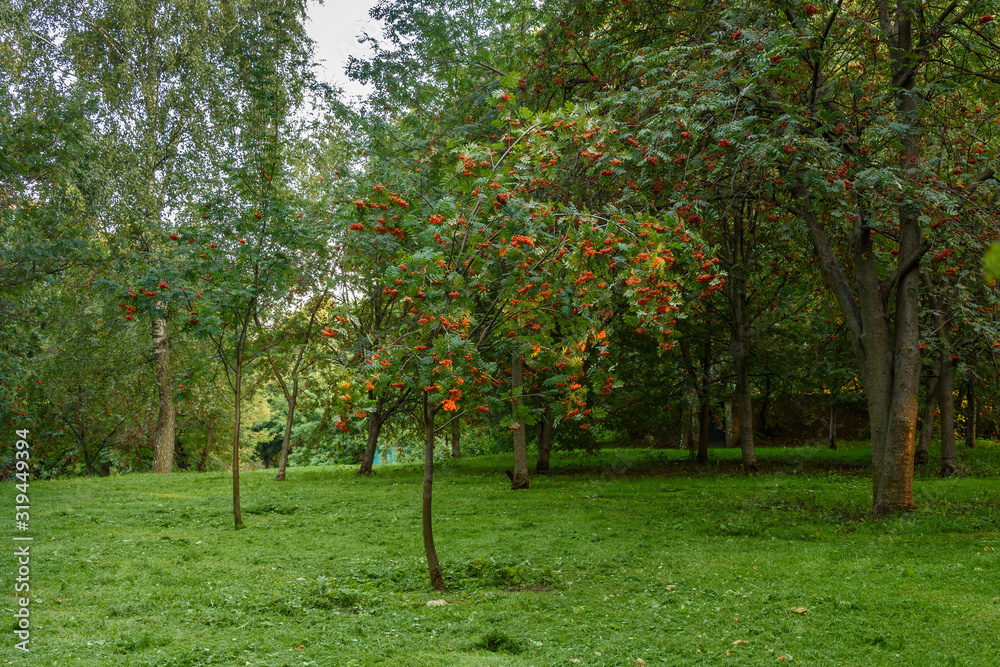Naklejka premium Red rowan is selectively lit by the setting sun in the Park