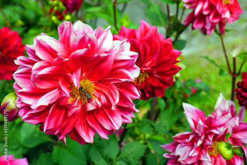 Honey bee is collecting pollen on red Dahlia flower. Close-up of bee on flower.