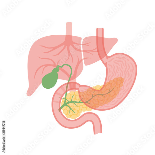 pancreas and gallbladder