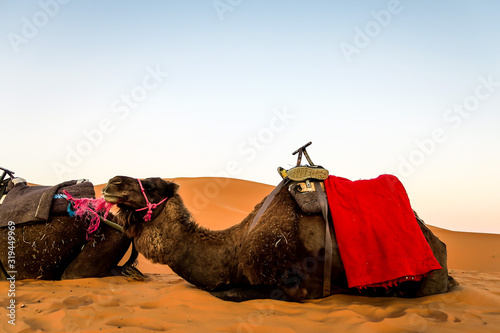 Photography camel in the desert, photo as background