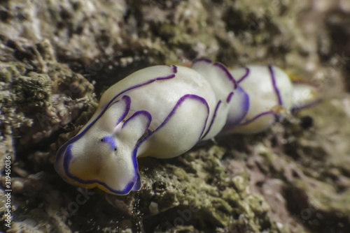 Haminoea cyanomarginata  sea snails Canakkale Turkey