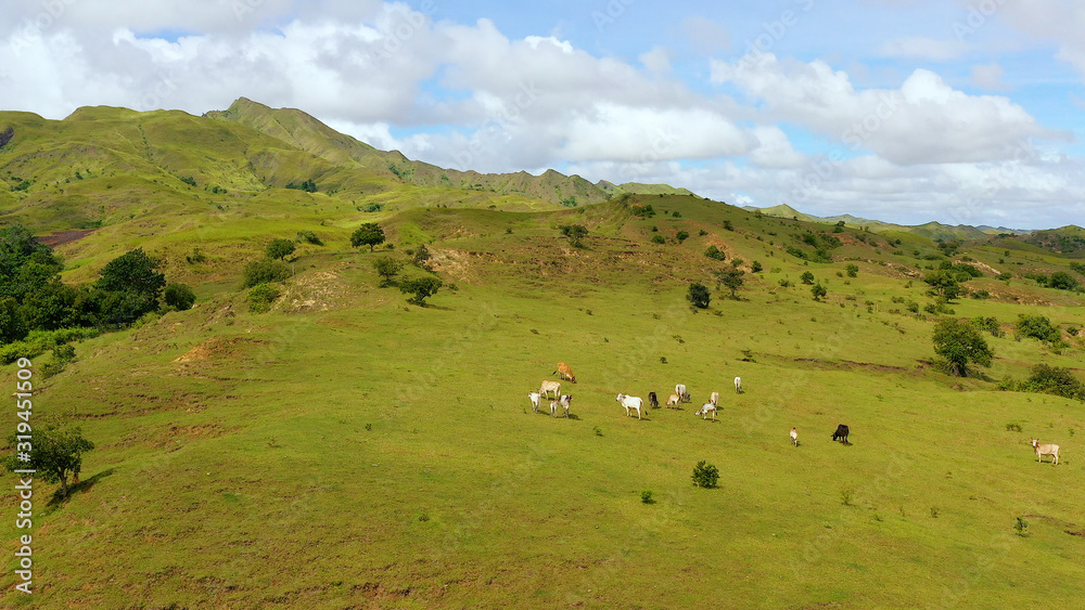 Cows graze in the mountain meadows. Hills with green grass and blue sky with white puffy clouds. Beautiful landscape on the island of Luzon, aerial view.