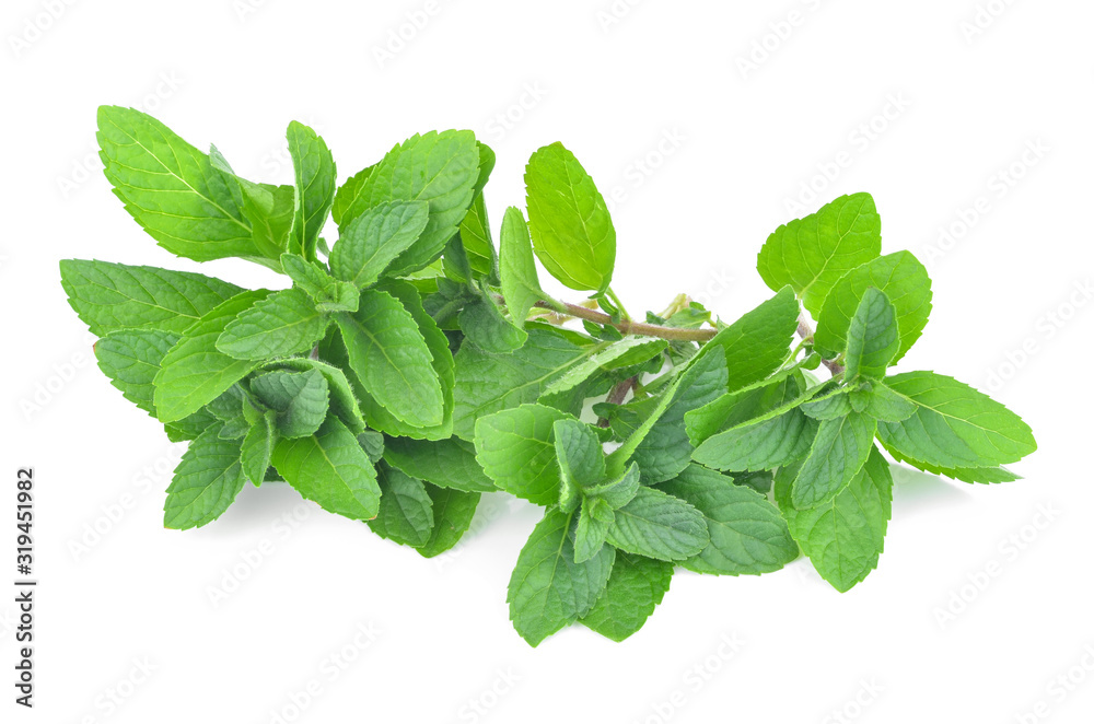mint leafs isolated on a white background mint leafs isolated on a white background