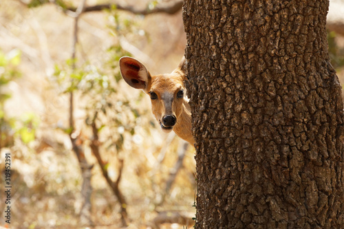Curious deer peeking from behind the tree