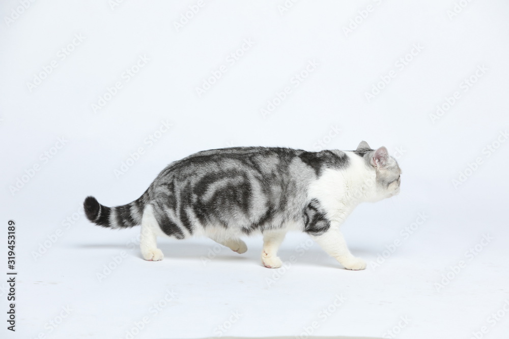Cute and docile American short haired cat with a wide range of emotions and shapes on a white background Cute and docile American short haired cat with a wide range of emotions and shapes on a white background