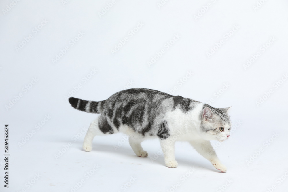 Cute and docile American short haired cat with a wide range of emotions and shapes on a white background Cute and docile American short haired cat with a wide range of emotions and shapes on a white background
