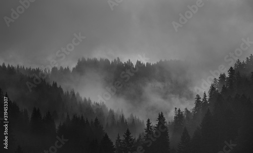 Misty Black and White Monochromatic Mountains with Forest shrouded in fog