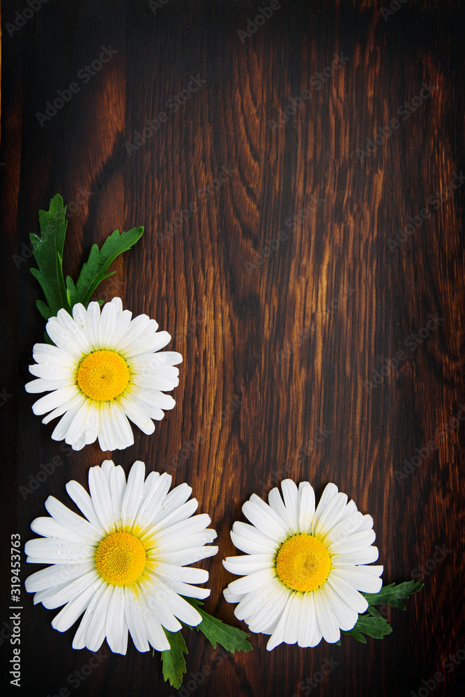 Obraz premium White daisies on brown wooden background.Copy space