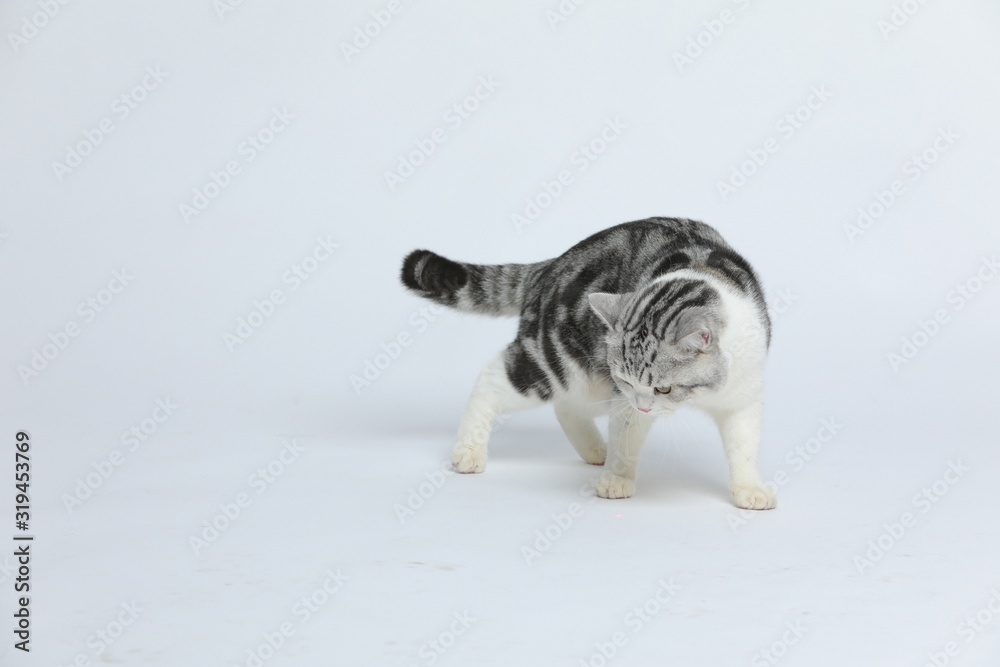 Cute and docile American short haired cat with a wide range of emotions