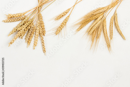 Obraz na plátně Spikelets of wheat and rye. Healthy carbohydrates