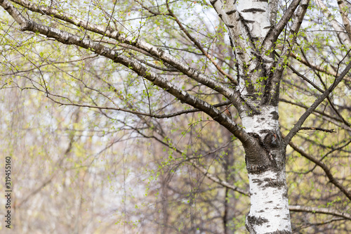 Singing Finch on a birch tree in the spring forest