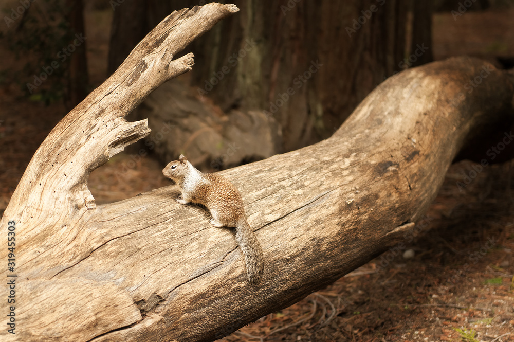 Horizontal portrait view of grey squirrel sitting on lag and looking away in Yosemite national Park, California, United States of America, USA. Furry mammal in wildlife Horizontal portrait view of grey squirrel sitting on lag and looking away in Yosemite national Park, California, United States of America, USA. Furry mammal in wildlife