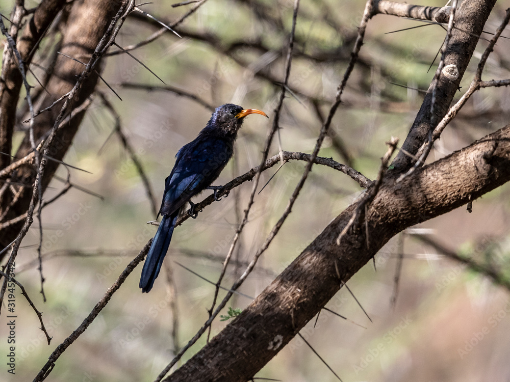 This little scimitarbill had a short roosting brake in the shades of tight trees. Lake Baringo, Kenya. This little scimitarbill had a short roosting brake in the shades of tight trees. Lake Baringo, Kenya.