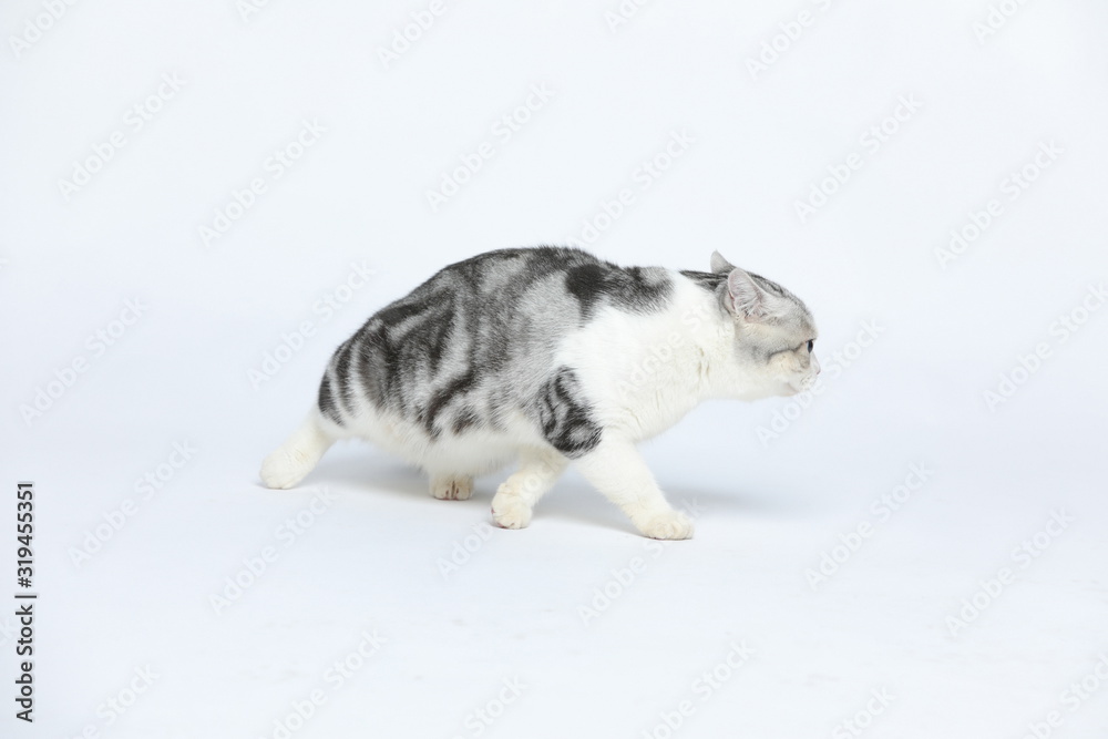 Cute and docile American short haired cat with a wide range of emotions and shapes on a white background Cute and docile American short haired cat with a wide range of emotions and shapes on a white background