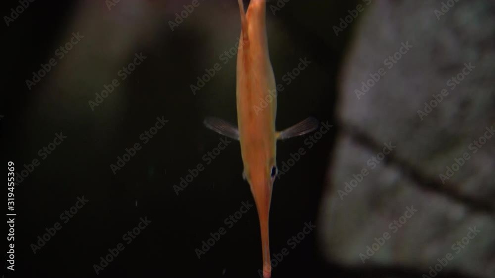 Pink snipefish - Macroramphosus scolopax. Also known as Snipe Trumpet Fish, snipe fish, longspine bellowfish found in tropical and subtropical waters Pink snipefish - Macroramphosus scolopax. Also known as Snipe Trumpet Fish, snipe fish, longspine bellowfish found in tropical and subtropical waters